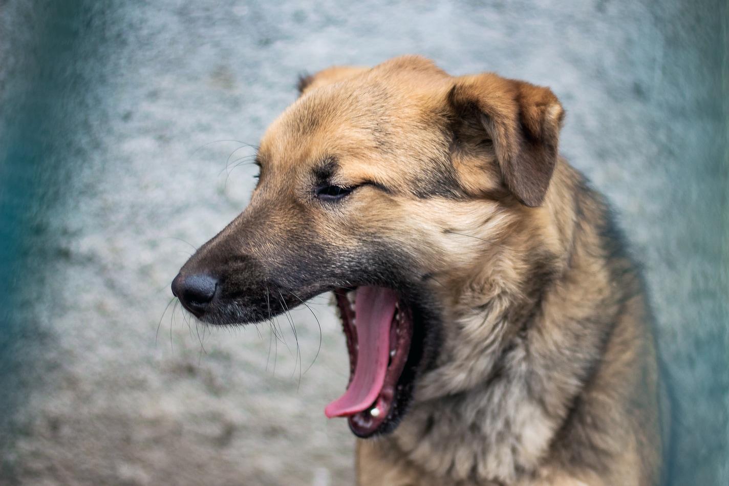 dog yawning