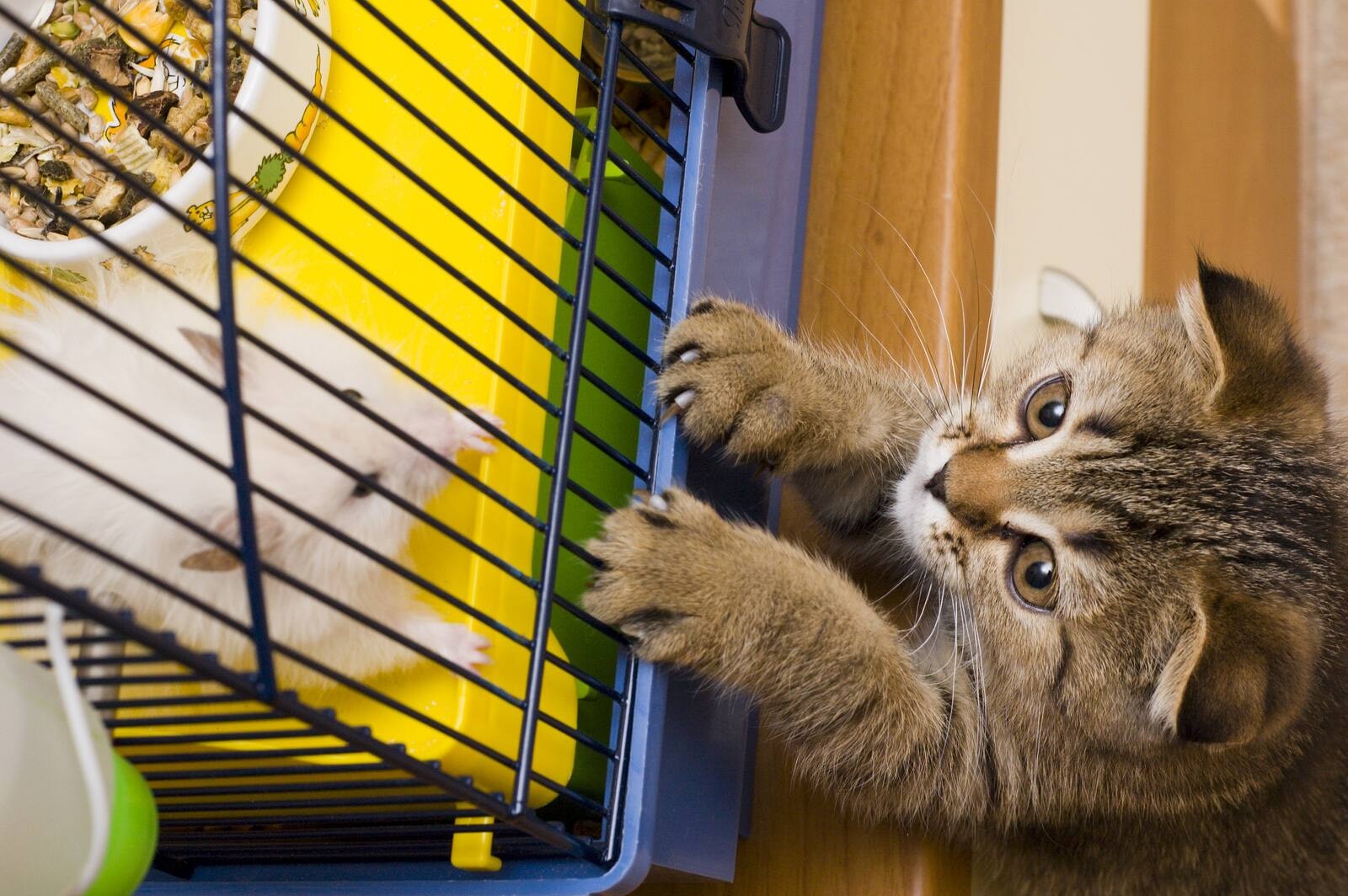 Little tabby kitten stangs up looking at white mouse in cage
