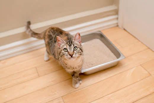 tabby cat standing next to litter box